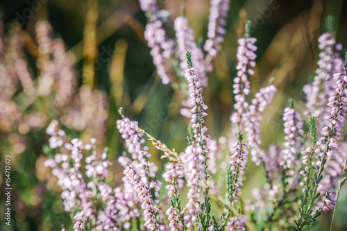 heather on the moor in summer