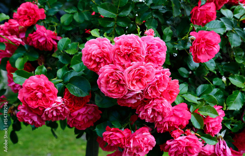 Flowers of beautiful pink roses