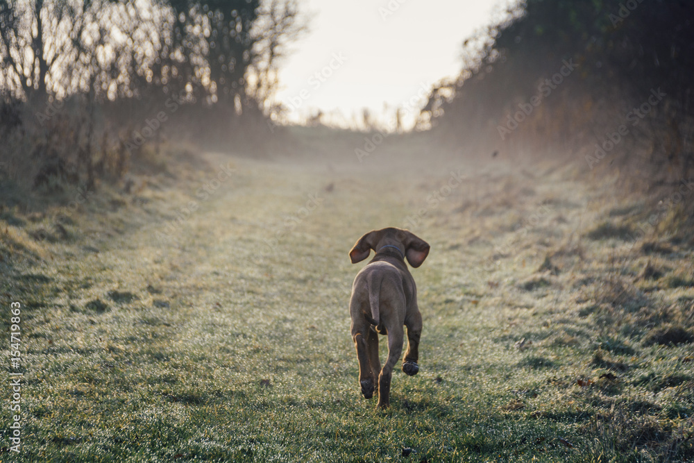 puppy vizsla dog walking away in to the evening puppy vizsla dog walking away in to the evening