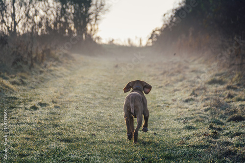 Billede på lærred puppy vizsla dog walking away in to the evening