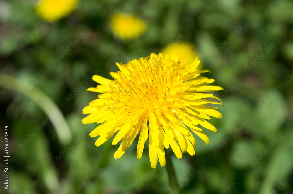 Beautiful view of dandelion under sunlight landscape at the middle of spring or summer. Beautiful view of dandelion under sunlight landscape at the middle of spring or summer.