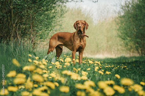 Photography dog on a grassy field