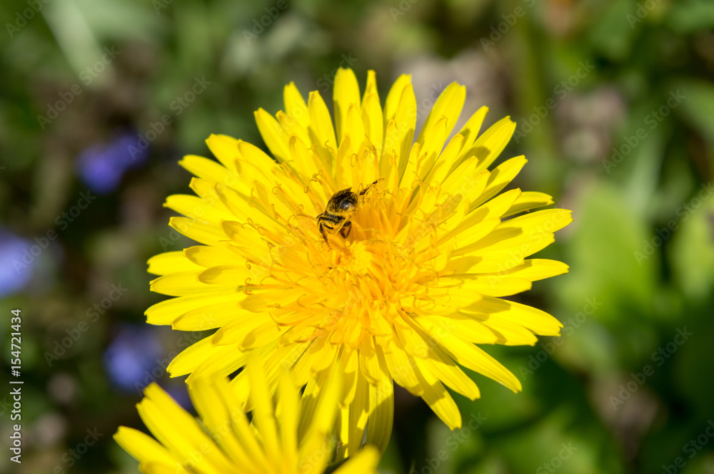 Beautiful view of dandelion under sunlight landscape at the middle of spring or summer. Beautiful view of dandelion under sunlight landscape at the middle of spring or summer.