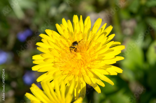 Fototapeta Naklejka Na Ścianę i Meble -  Beautiful view of dandelion under sunlight landscape at the middle of spring or summer.