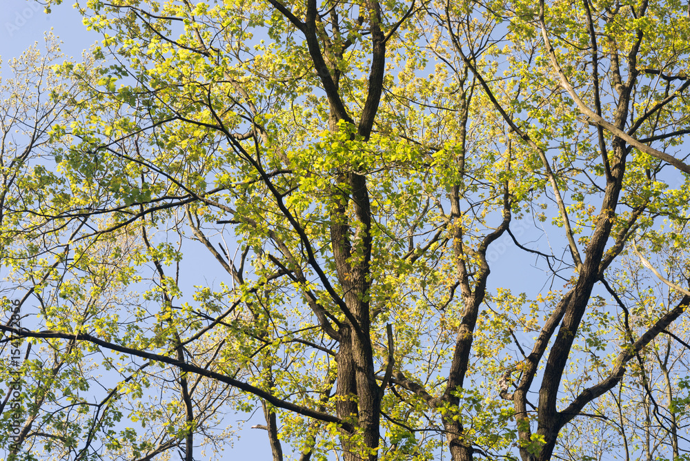 oak branches against blue sky oak branches against blue sky
