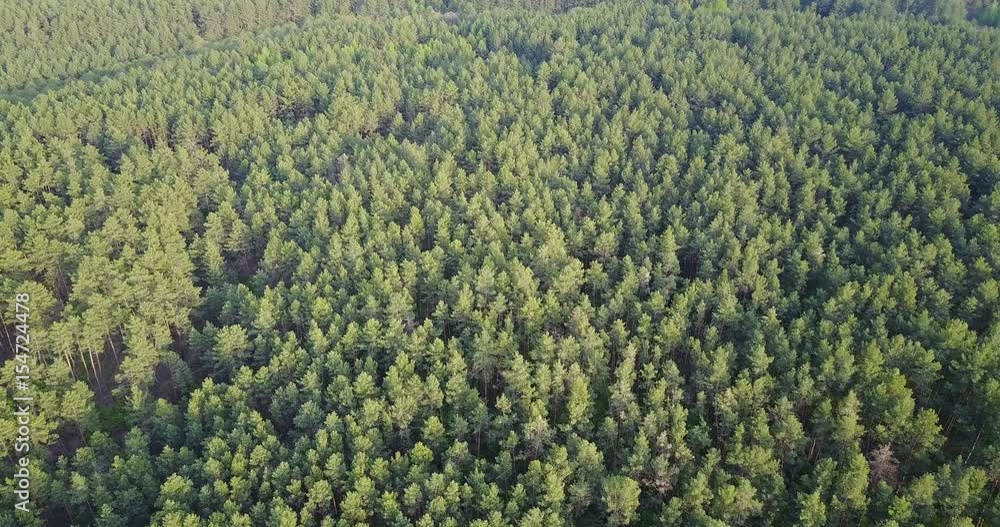 forest deciduous and coniferous. top of trees. green. nature. Clean Air. forest deciduous and coniferous. top of trees. green. nature. Clean Air.