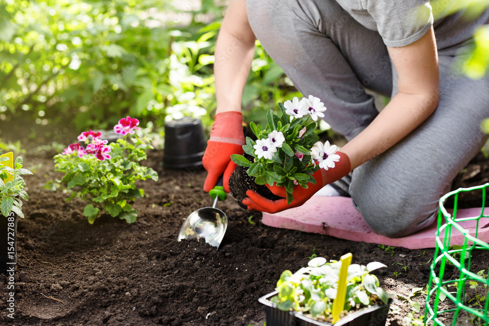 Gardener planting flowers in the garden, close up photo. - obrazy, fototapety, plakaty 