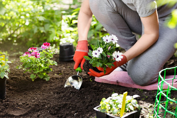 Gardener planting flowers in the garden, close up photo.