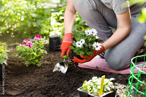 Gardener planting flowers in the garden, close up photo.