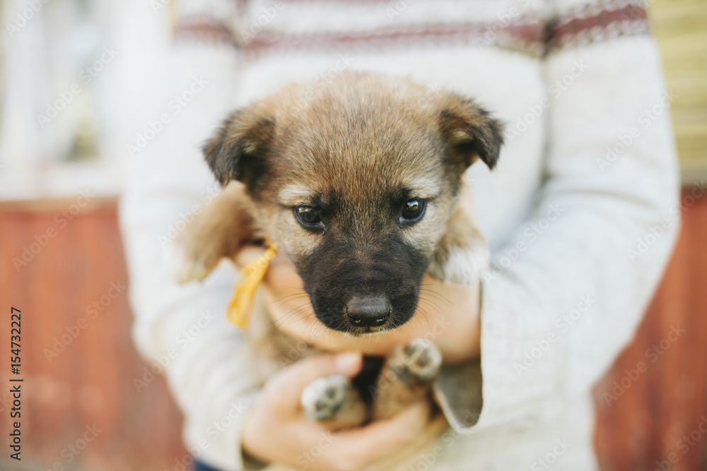 Puppies German shepherd
Puppies German shepherd