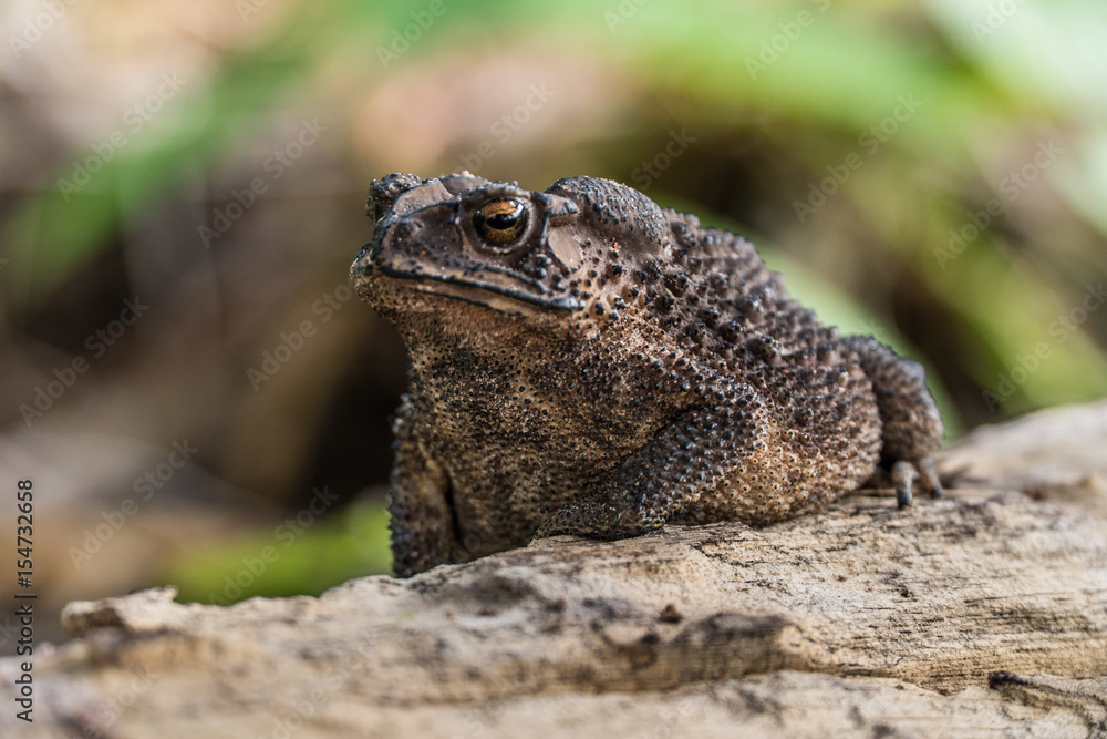 Common Toad on timber,asian toad brown,Common Toad (Bufo Bufo),poison animal amphibian Common Toad on timber,asian toad brown,Common Toad (Bufo Bufo),poison animal amphibian