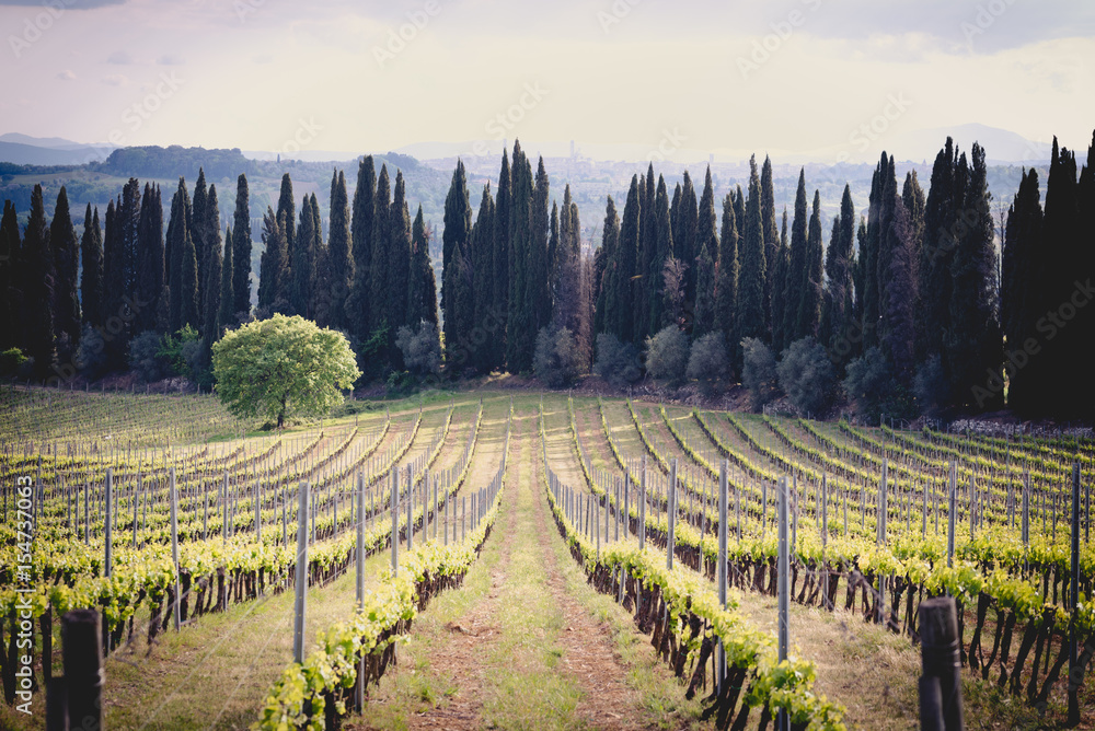 Tuscany countryside in spring with cypress trees and a vineyard
