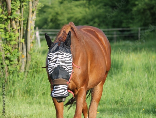 Fliegenhaube für das Pferd