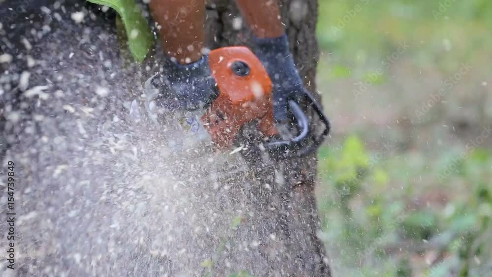 A forestman is slicing out a smaller piece of wood from a tree in order to be able to cut down a spruce tree. The sawdust is flying everywhere around