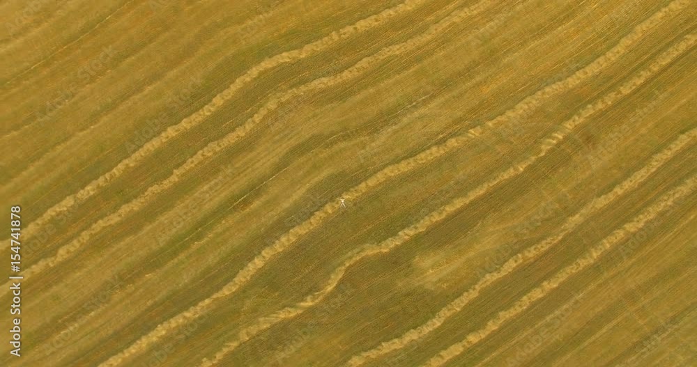 Aerial UHD 4K view. Vertical motion flight over formalwear man lying on yellow wheat field at sunny summer day. Top view on handsome relaxing man. Aerial UHD 4K view. Vertical motion flight over formalwear man lying on yellow wheat field at sunny summer day. Top view on handsome relaxing man.
