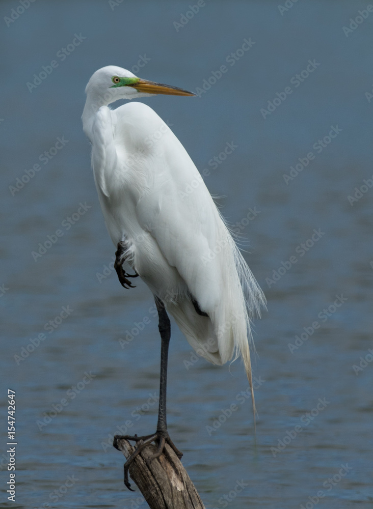 Obraz premium Great Egret balancing on one leg looking over his shoulder