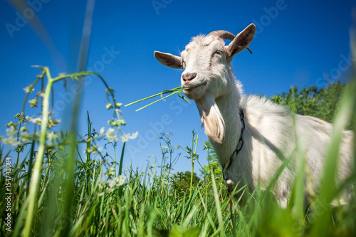 Canvas Print Portrait of a goat chewing