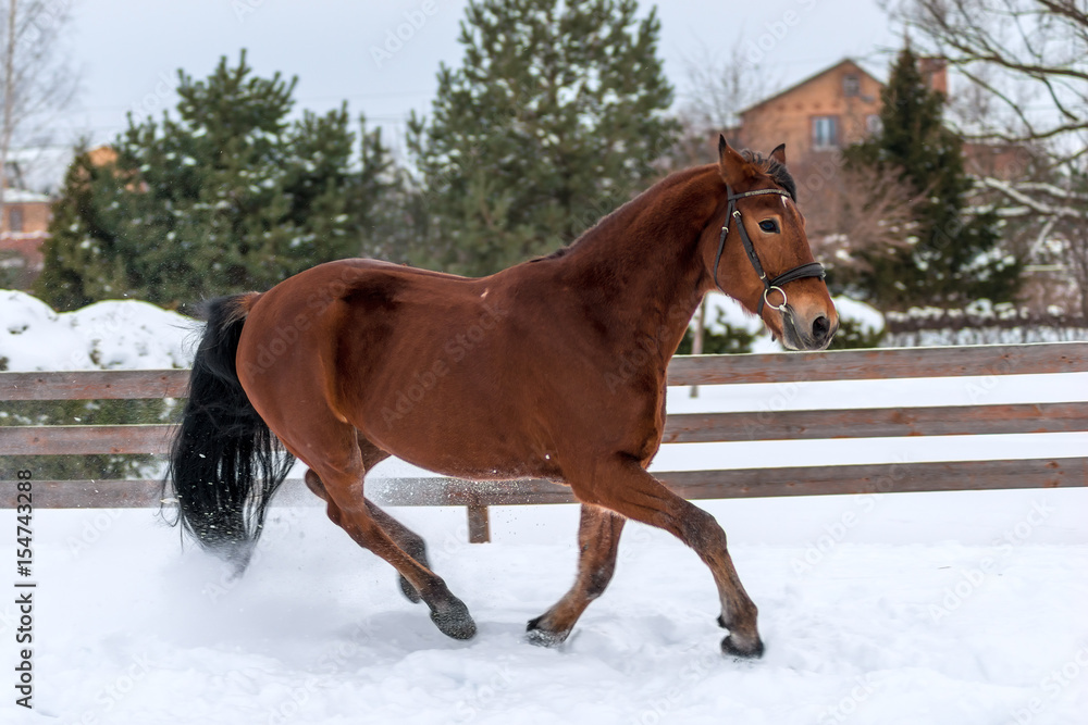 Running active young horse on snow in winter Running active young horse on snow in winter
