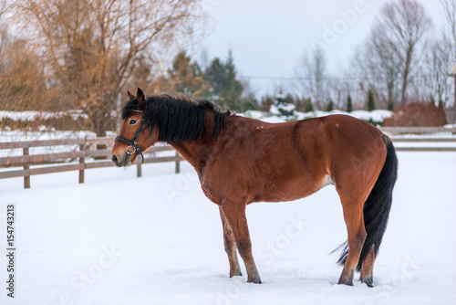 Winter portrait of a brown thoroughbred horse in the snow