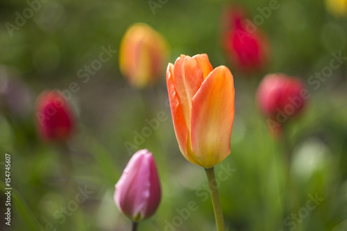 Orange Tulip in the garden, blooming spring flower