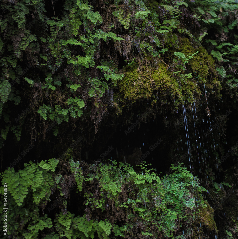A small waterfall in a thick foliage A small waterfall in a thick foliage