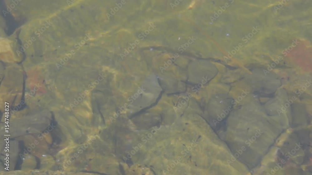 View on the village pond. Water surface. View into water. Moving tadpoles. Cinematic look, 4K video. View on the village pond. Water surface. View into water. Moving tadpoles. Cinematic look, 4K video.