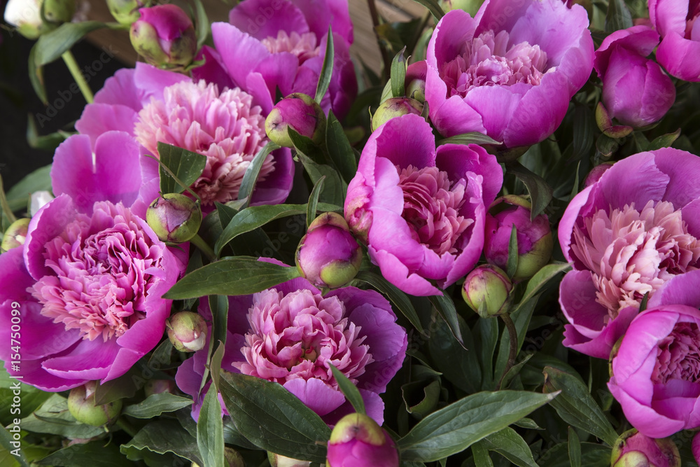 Obraz premium Peonies