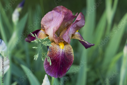 Fototapeta Naklejka Na Ścianę i Meble -  Iris
