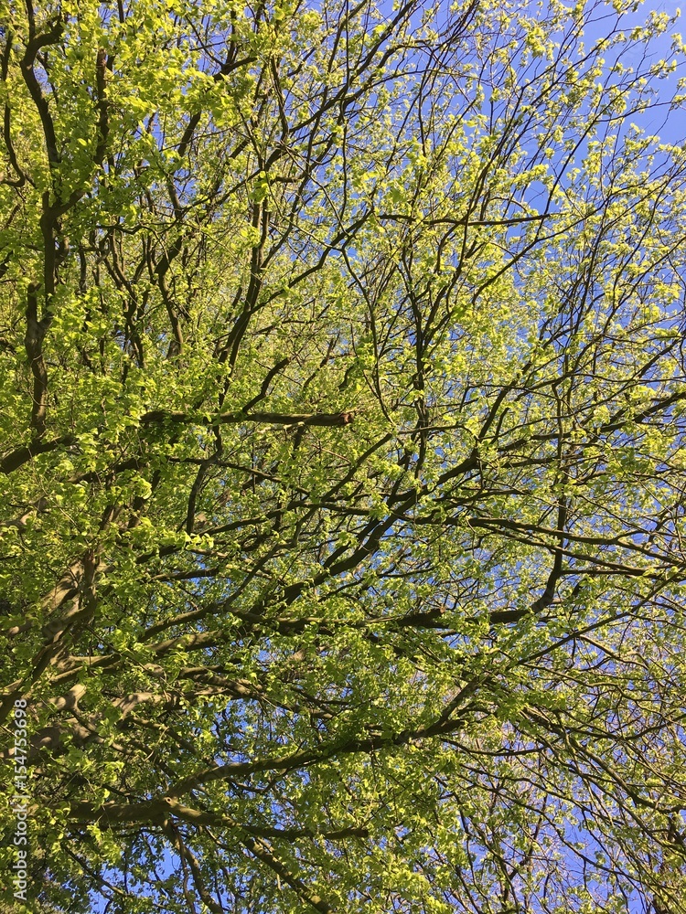 Fototapeta premium Baumspitze im Frühling