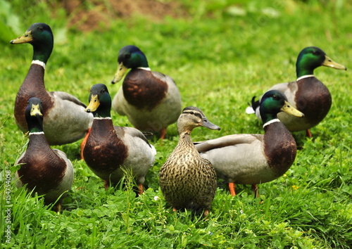 Une canne et six canards col vert  photo