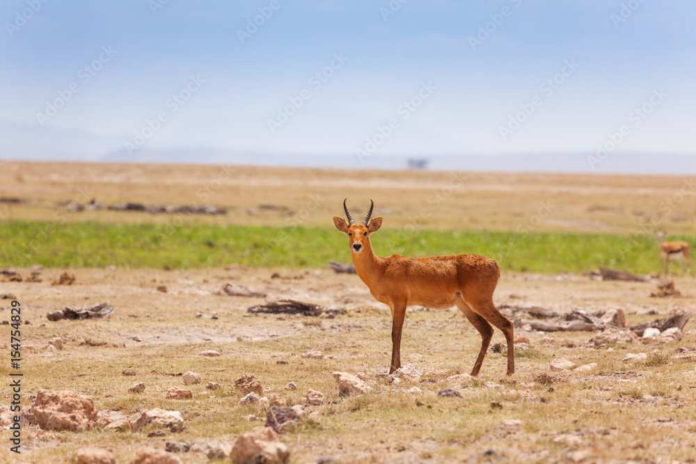 Portrait of oribi standing in deserted savanna Portrait of oribi standing in deserted savanna