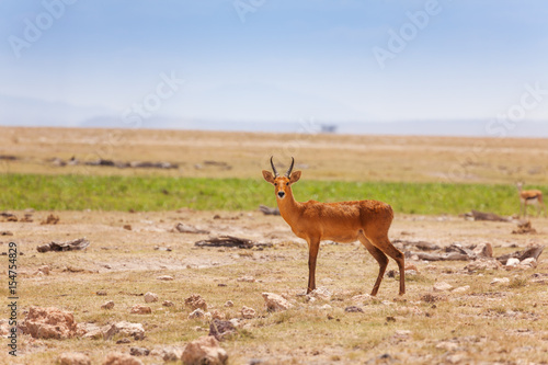 Portrait of oribi standing in deserted savanna
