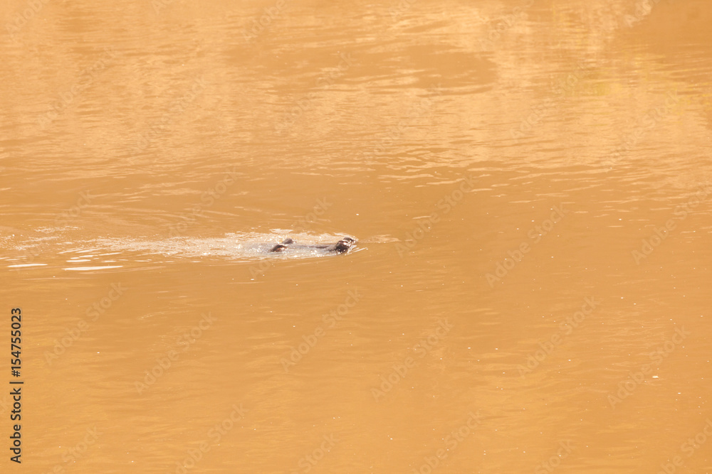 Fototapeta premium Nile crocodile swimming through the river