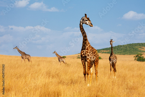 Herd of giraffes walking in arid Kenyan savannah