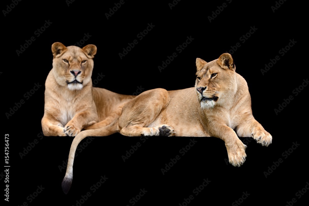 Naklejka premium Lion on black background