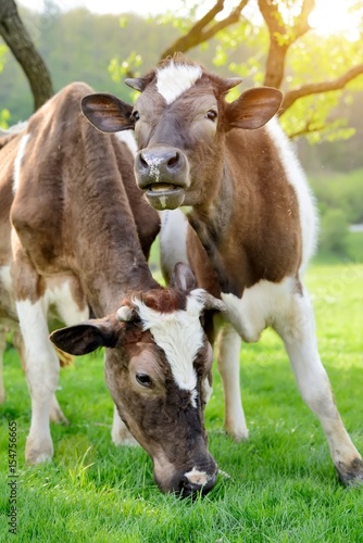 Cows on a summer pasture © byrdyak