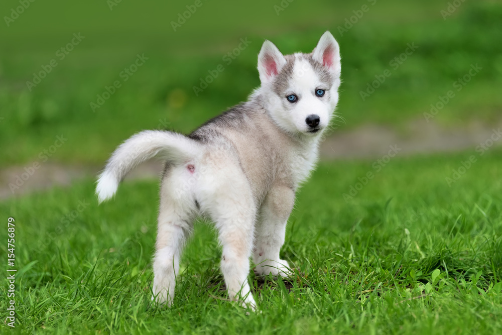 Cute little husky puppy Cute little husky puppy