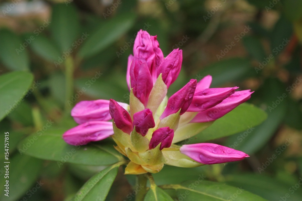 Spring time Rhododendron flower in full bloom Spring time Rhododendron flower in full bloom