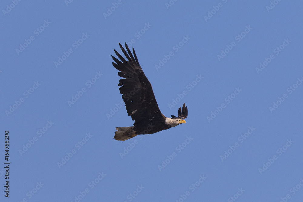 Bald eagle flying, seen in the wild in North California Bald eagle flying, seen in the wild in North California