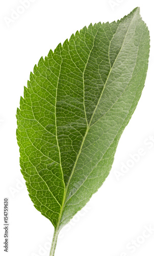 apple leaf isolated on a white background