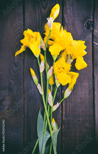 Fototapeta Naklejka Na Ścianę i Meble -  Blooming yellow irises