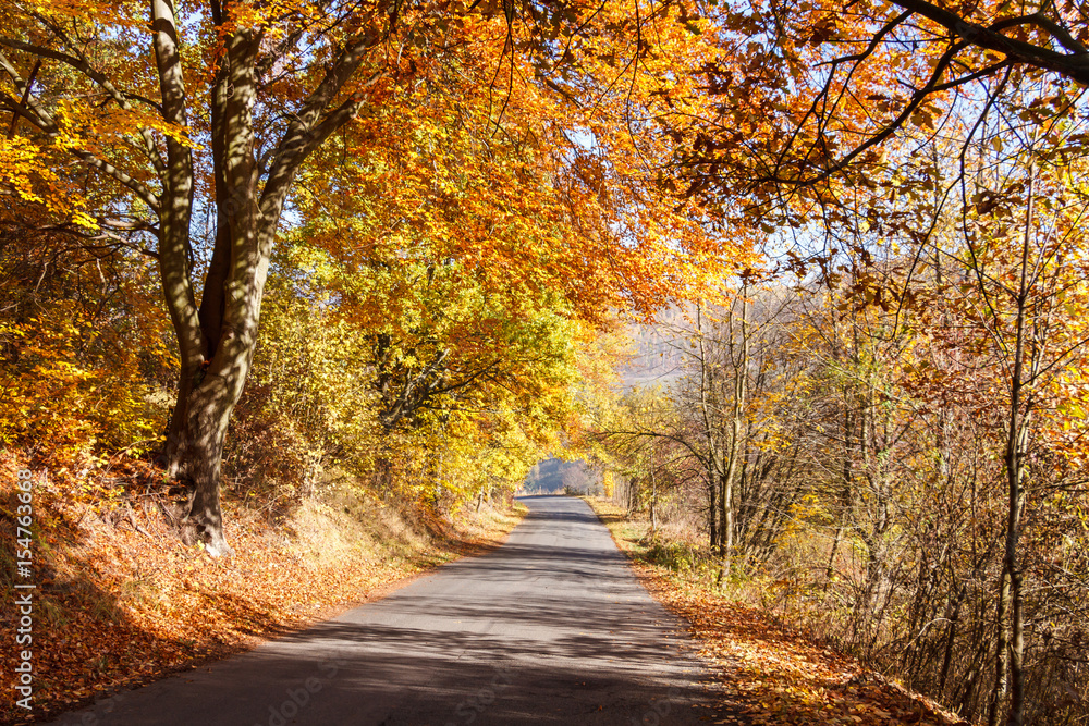 droga w lesie na jesień
