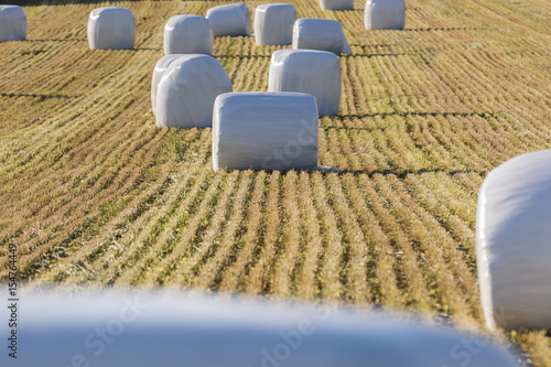 Obraz na plátně Meules