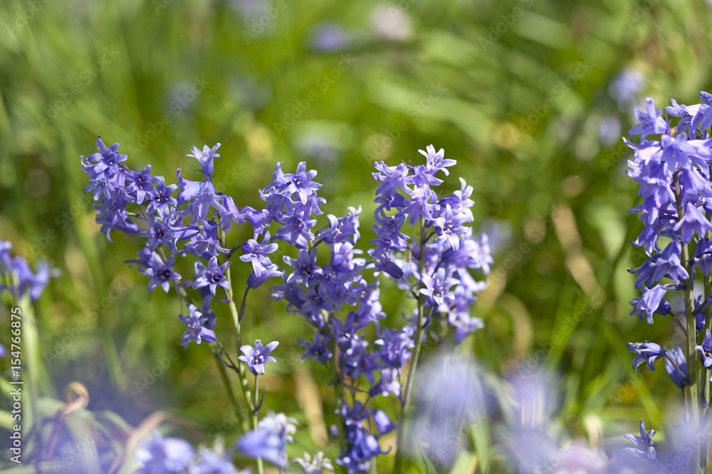 Bluebells