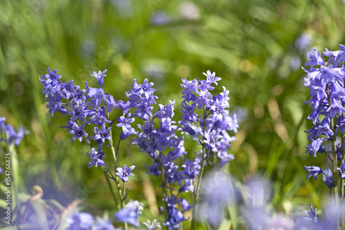 Bluebells