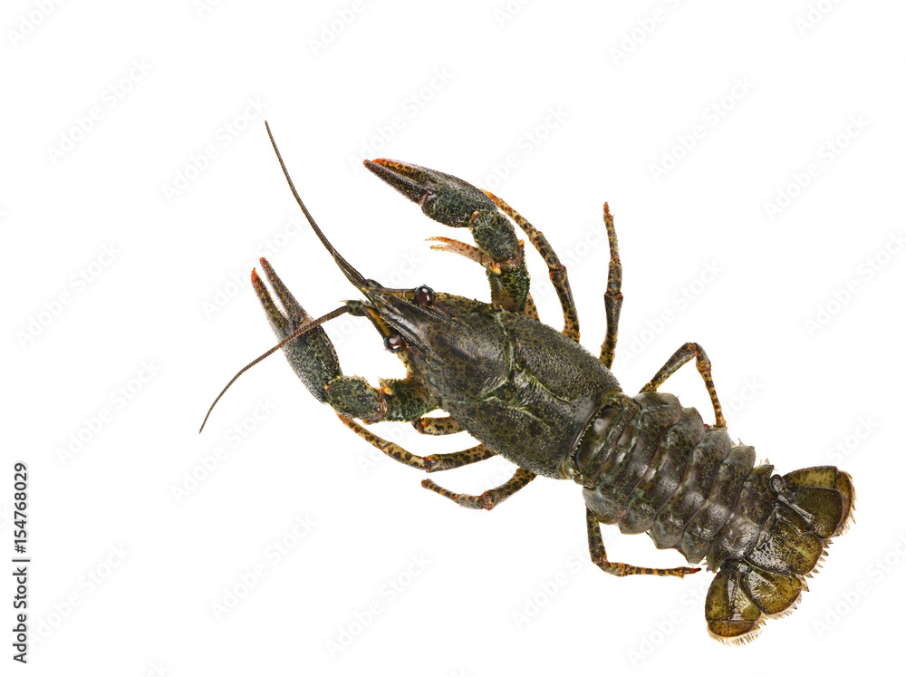 Live crayfish isolated on white background Live crayfish isolated on white background