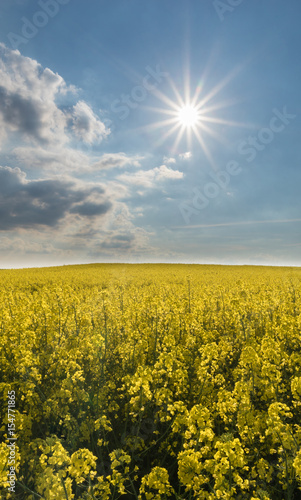 Ett blommande rapsf  lt med en str  lande sol och lite moln