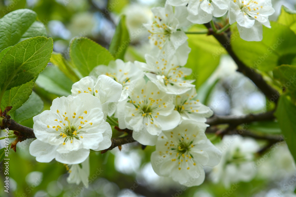 White plum flowers, spring landscape, garden 