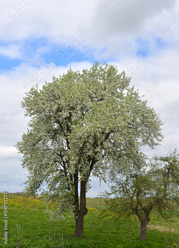 Beautiful spring garden: blossoming pear against the blue sky with clouds and green grass and yellow dandelions, rural landscape  © alex2016