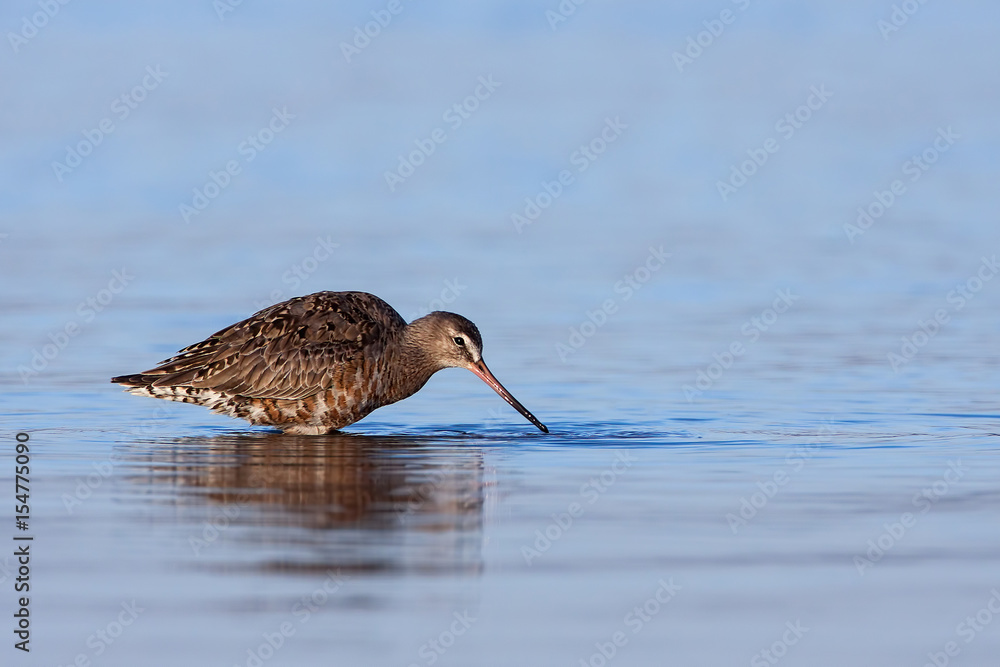 Becasa de Mar (Limosa haemastica) Becasa de Mar (Limosa haemastica)